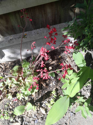 flowers